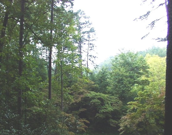 We drove from the wedding site to Gatlinburg in one day